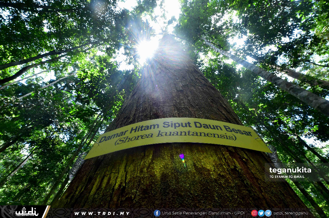 Damar Hitam Ditemui Semula Di Lata Tembakah