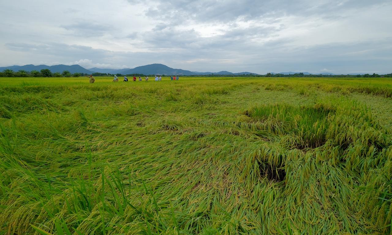 Pesawah Terjejas Ribut Akan Dibantu