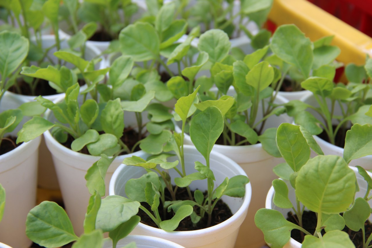 Banduan Bertani, Menternak Di Penjara