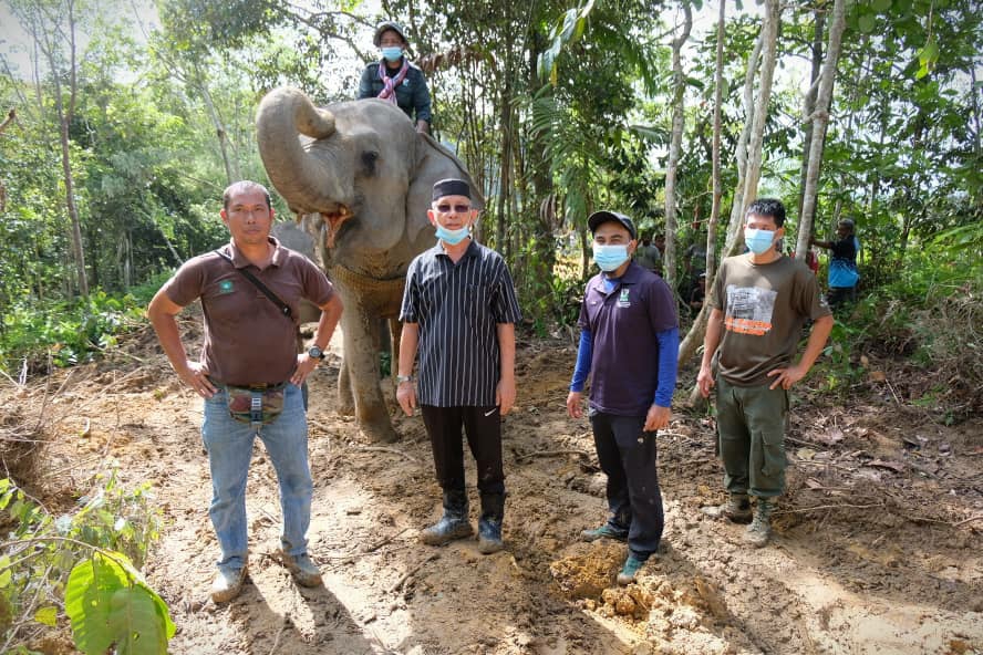 Gajah Liar Berjaya Dipindah Dari Felda Cerul