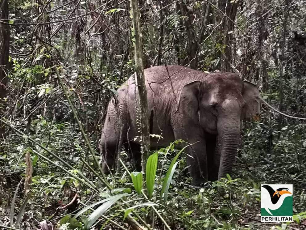 Gajah Betina Seberat 2.5 Tan Berjaya Ditangkap Di Durian Bador