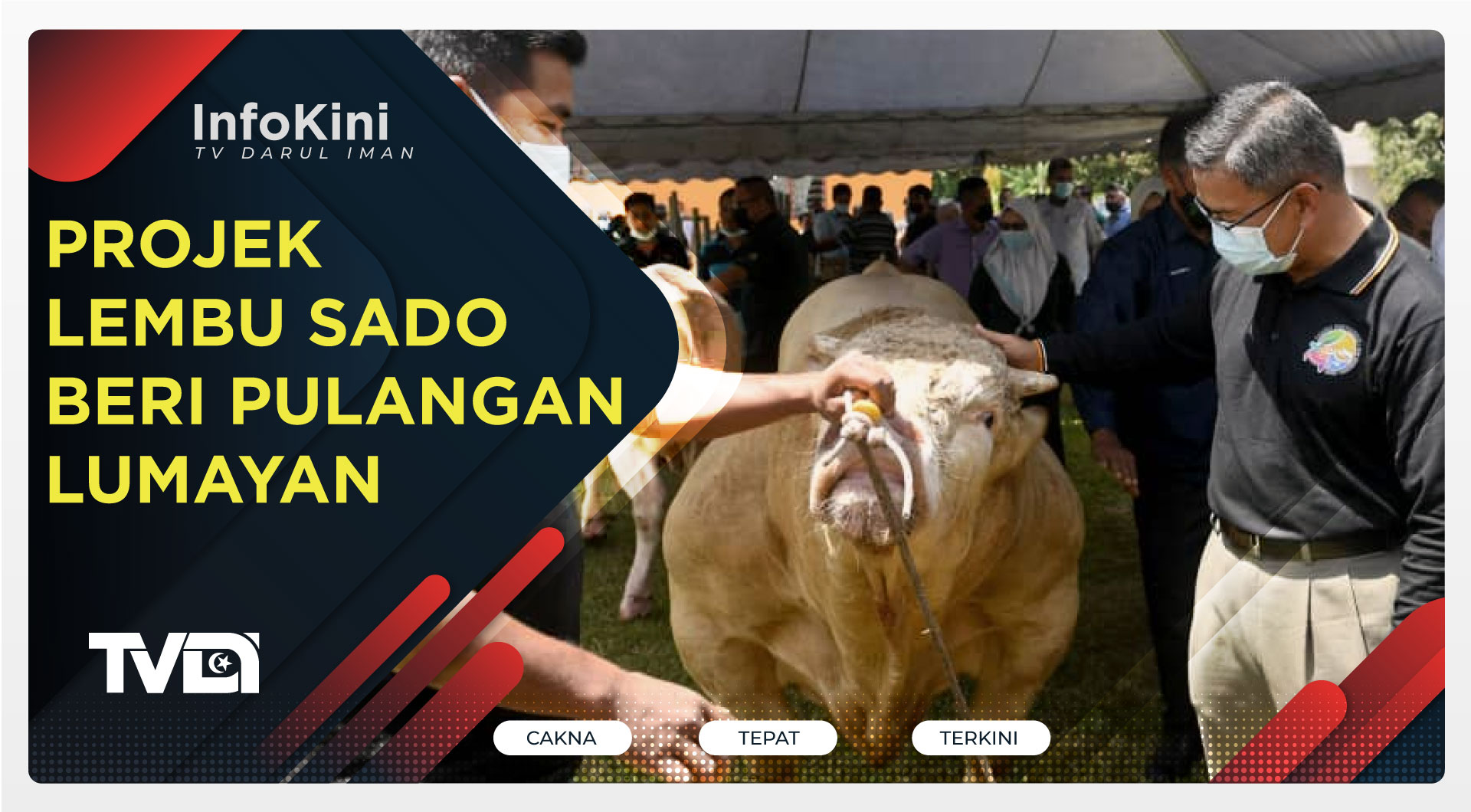 Projek Lembu Sado Beri Pulangan Lumayan