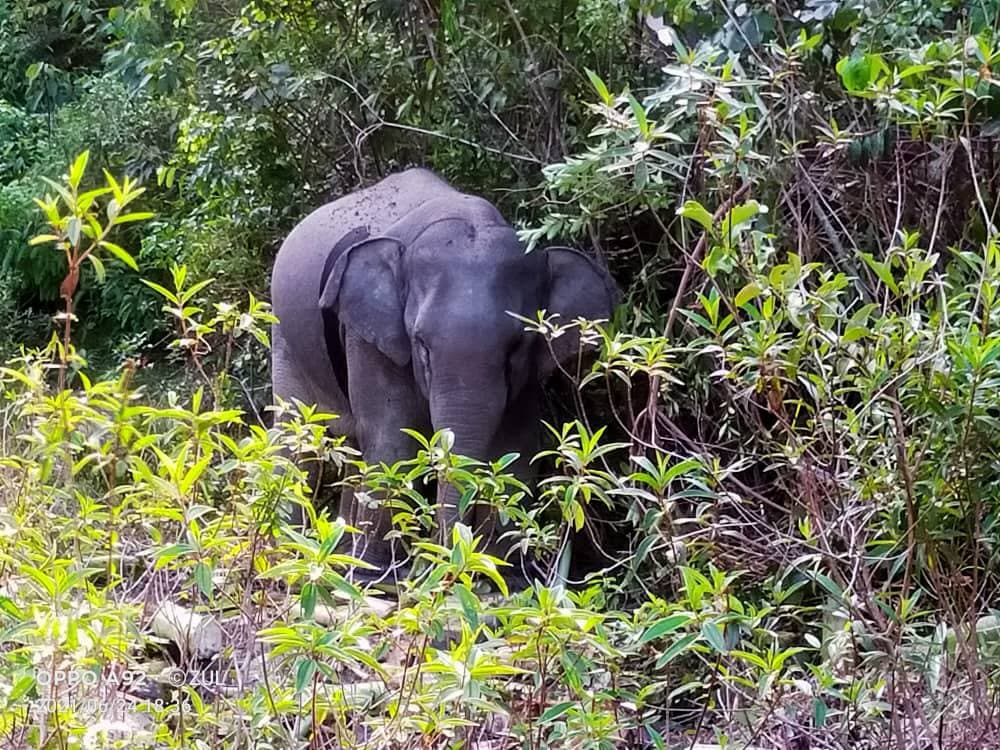 'Pak Belalai' Ancam Kawasan Pertanian Ditangkap