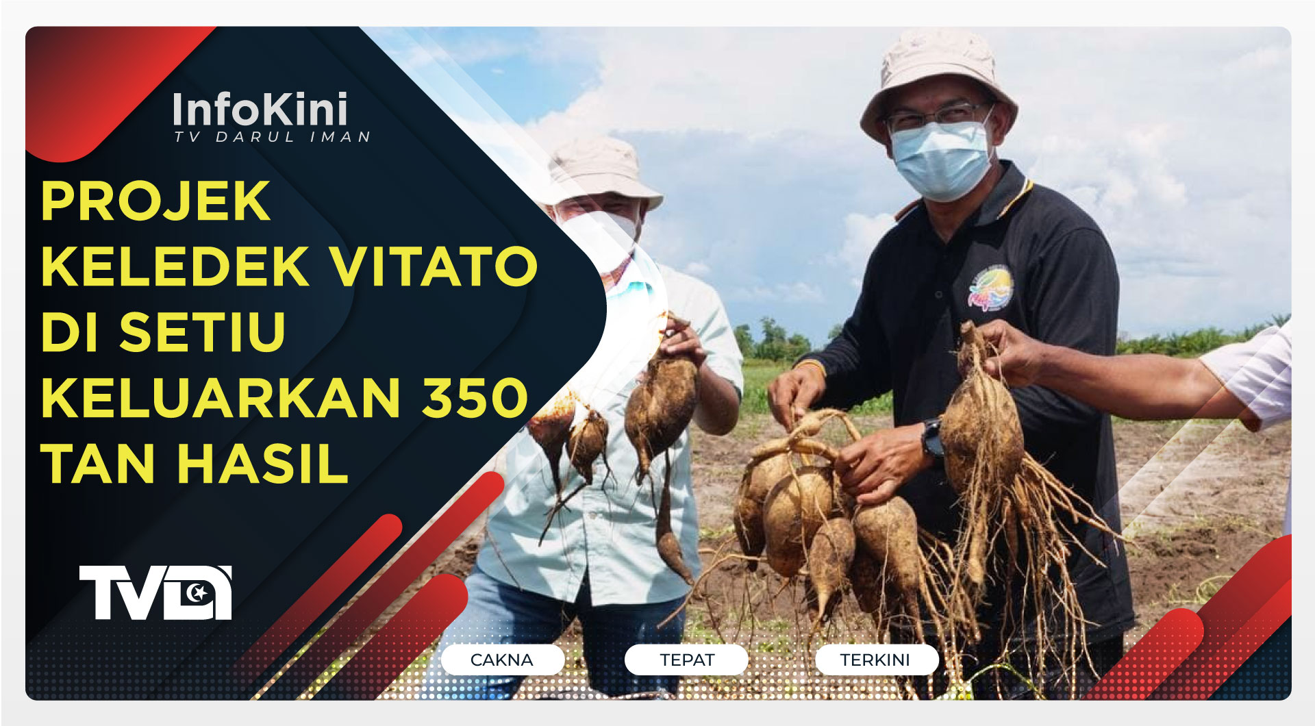 Projek Keledek Vitato Di Setiu Keluarkan 350 Tan Hasil