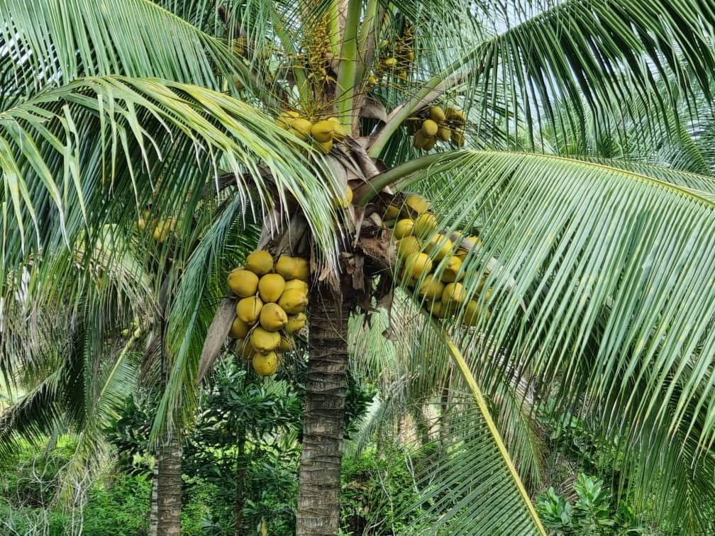 Projek Ladang Kelapa Terbiar 10 Tahun, Kini Berbuah