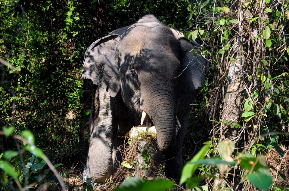 Gajah Liar Ditangkap Sabtu, Mati Dua Hari Kemudian