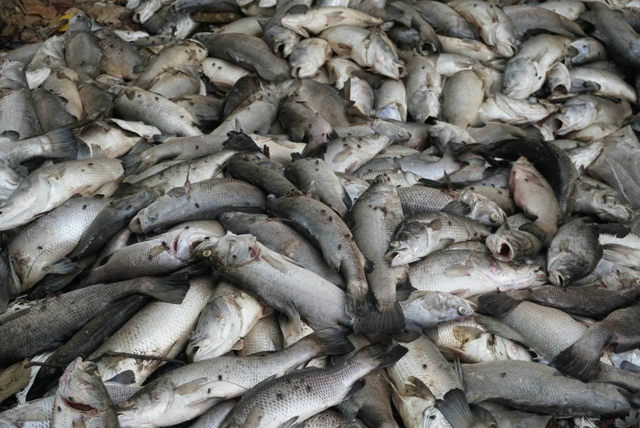 Penternak Ikan Sangkar 'Berputih Mata'