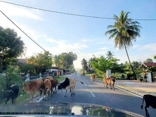 Biar Ternakan Berkeliaran, Kompaun Lebih RM27 Ribu