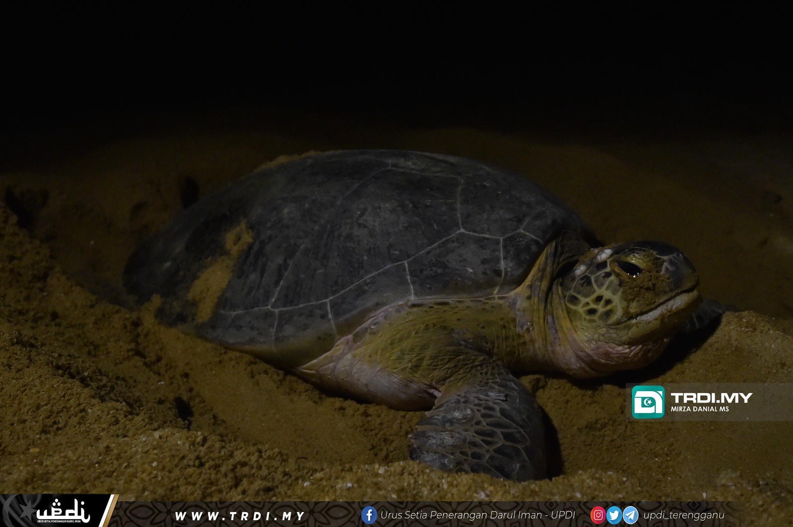 Penyu Jadi Dinosaur?