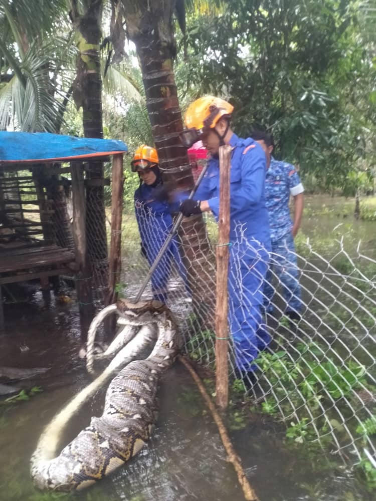 Banjir : Ular Sawa Jadi Tetamu Tidak Diundang