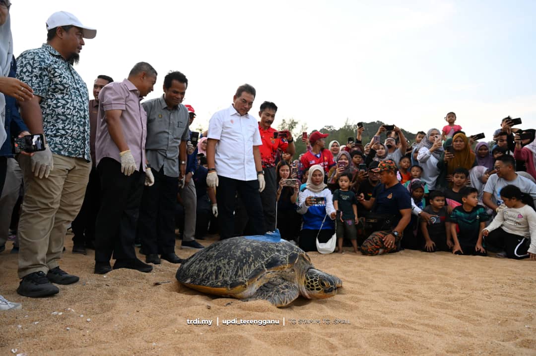 Kehilangan Penyu Belimbing Pengajaran Besar Buat Manusia