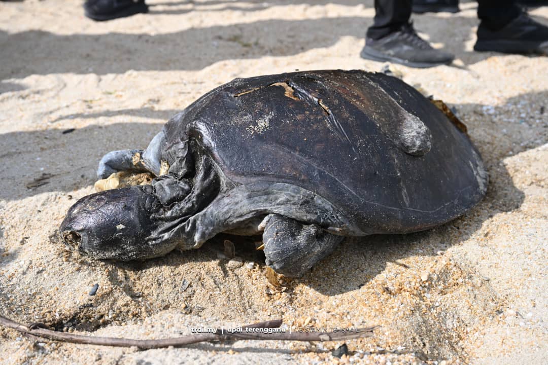 Penyu Agar 60Kg Ditemui Terdampar