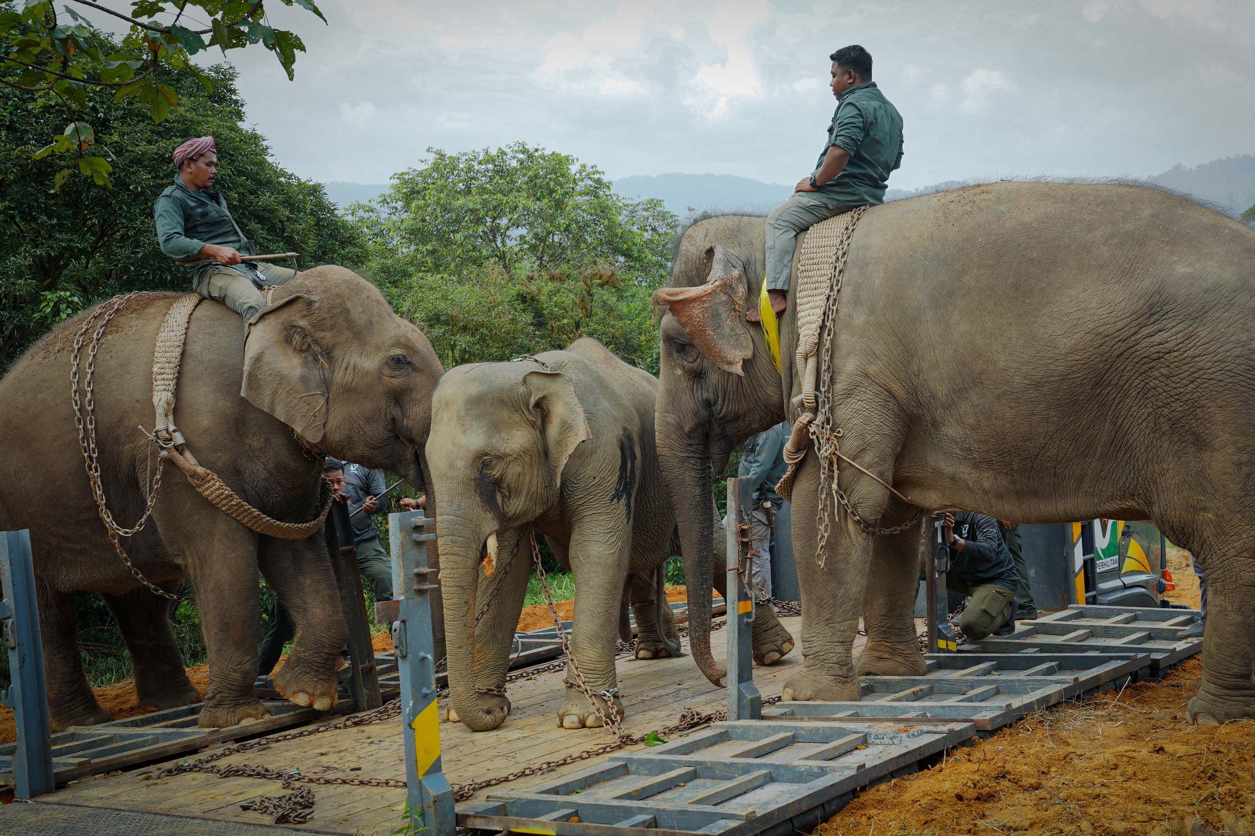 Perhilitan Tangkap, Pindah Gajah Liar Ceroboh Taman Pertanian Sekayu