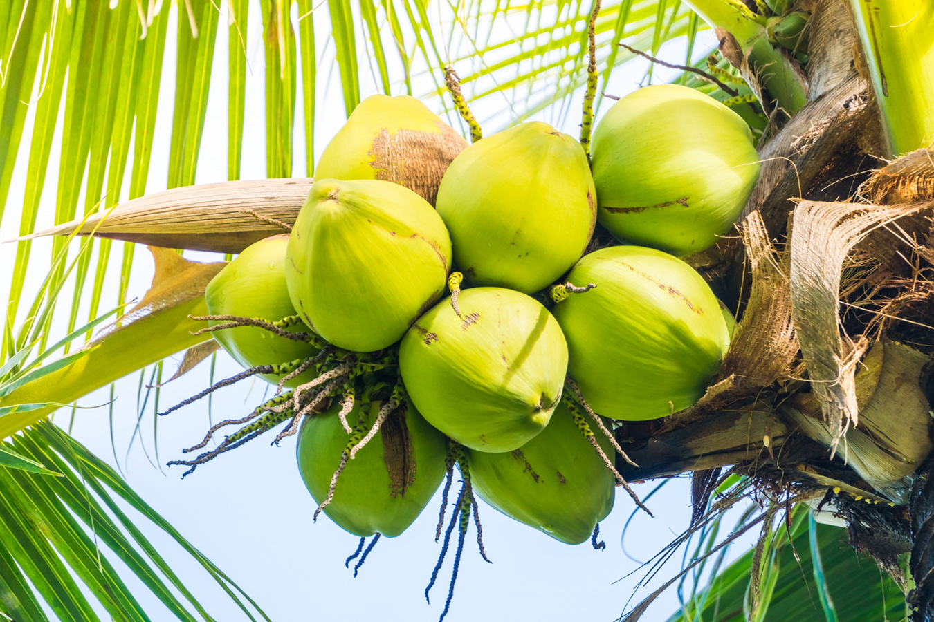 Kelapa : Pekebun Kejar Untung, Santan Negara Terancam