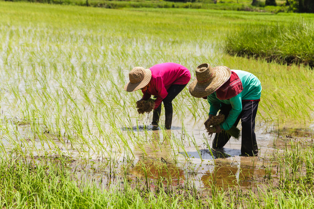 Sawah Tidak Lagi Dikenang Sebagai Punca Rezeki