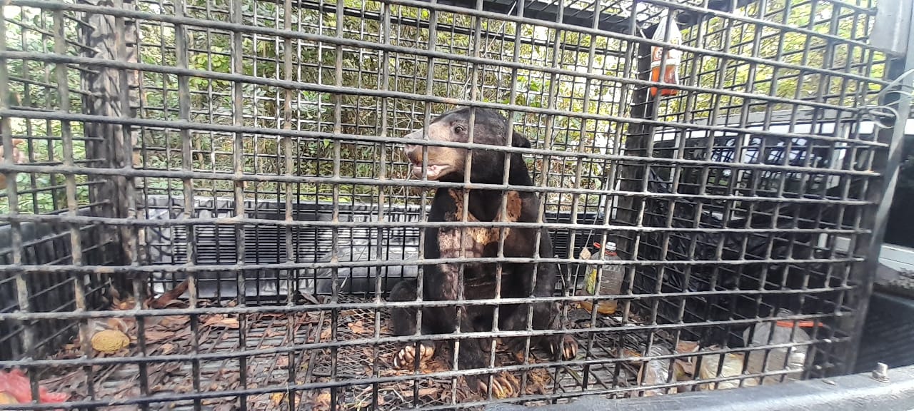 Beruang Matahari Ditangkap di Bukit Besi