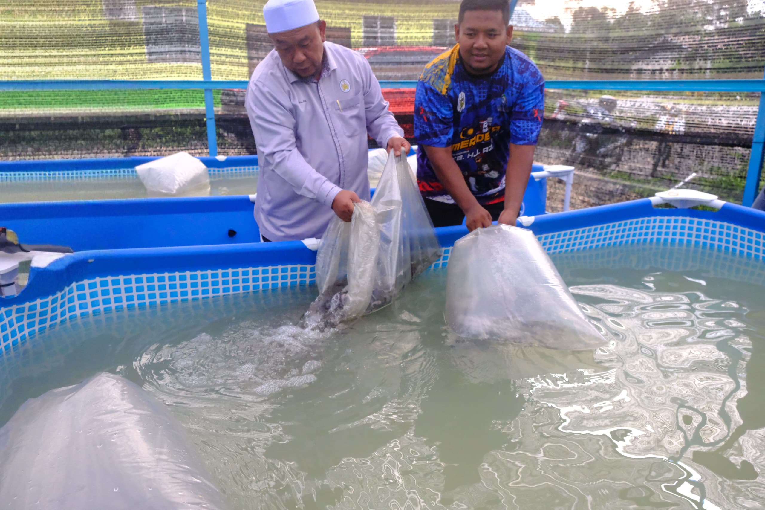 13,000 Anak Keli Dilepaskan di Dengir Perkasa Ekonomi Komuniti Luar Bandar