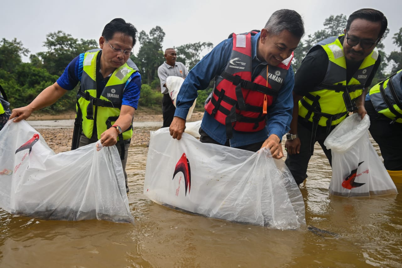 64,130 Benih Ikan Air Tawar Dilepaskan Di Kampung Jongok Batu