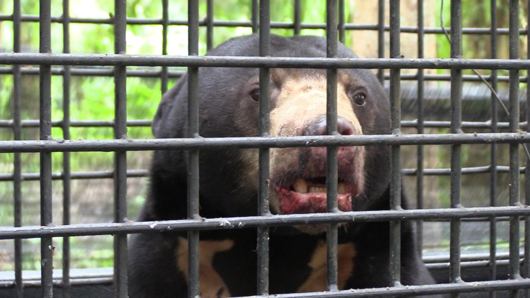 Beruang Matahari Masuk Kampung Berjaya Ditangkap