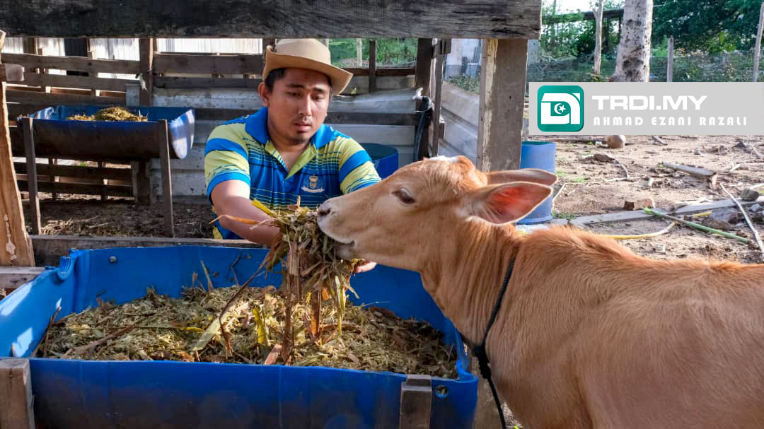 Tak Salah Ternak Lembu