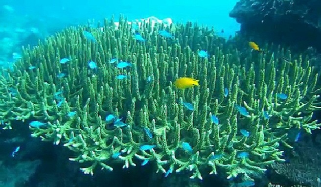 Pulau Redang Terengganu Simpan Seribu Khazanah Alam