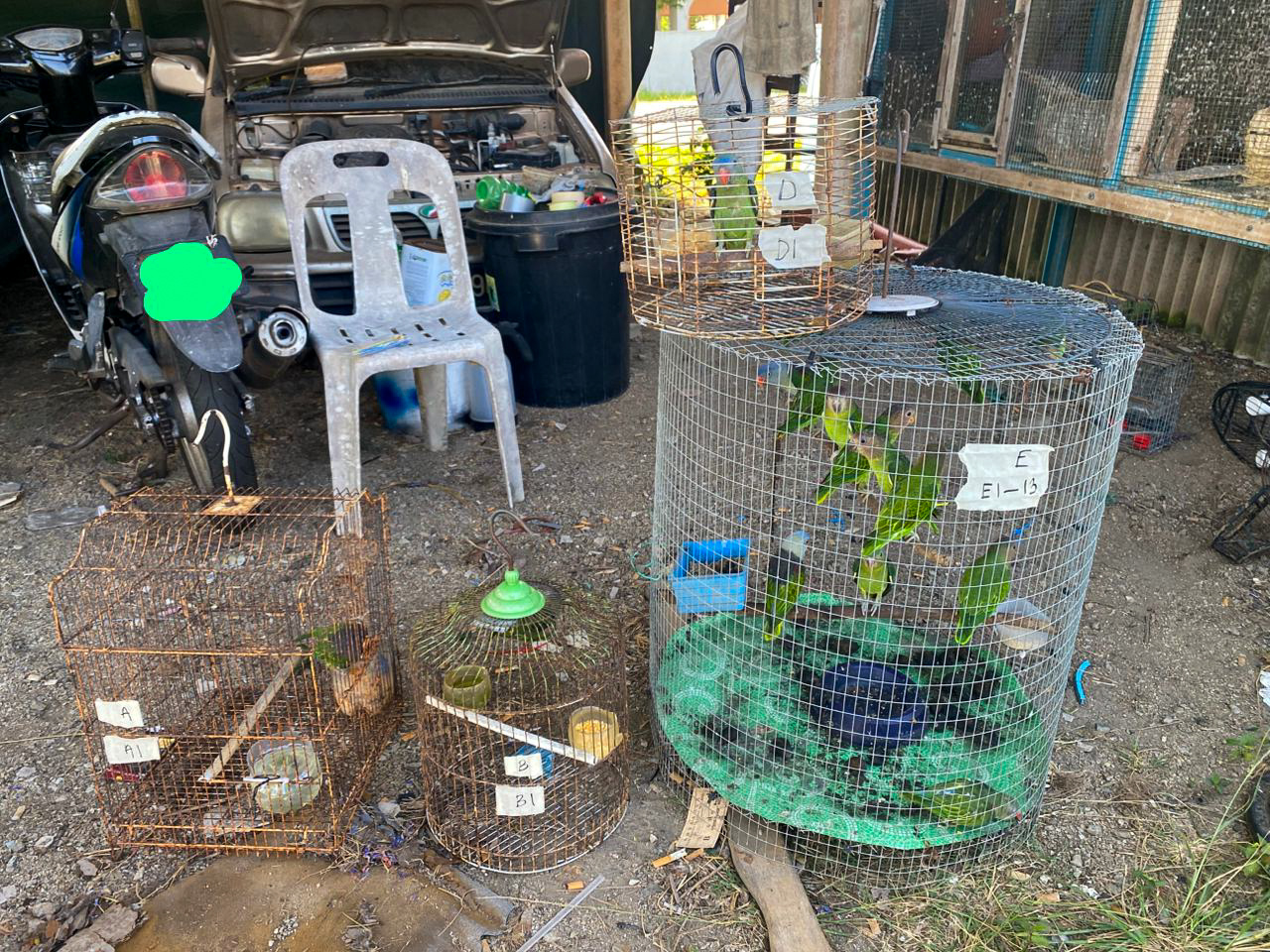 Lelaki Miliki 16 Ekor Burung Bayan Puling Bernilai RM80,000 Ditahan