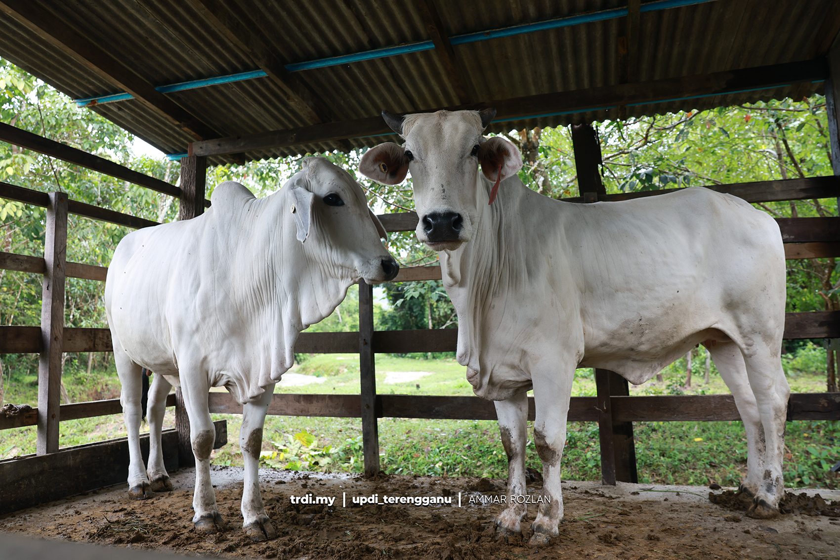 65 Penternak Terengganu Terima 128 Lembu Baka Premium Bernilai RM2 Juta