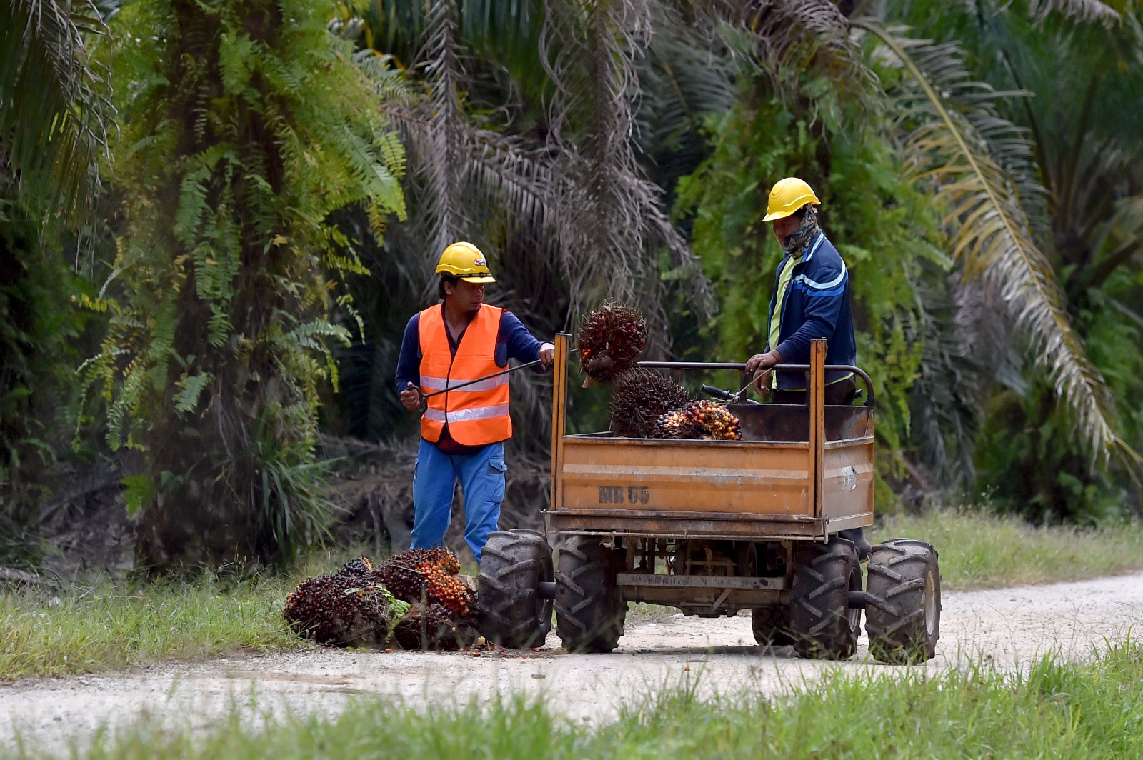 Peneroka Sangkal Fitnah Dianiaya Dalam Tuntutan Terengganu ke Atas FELDA