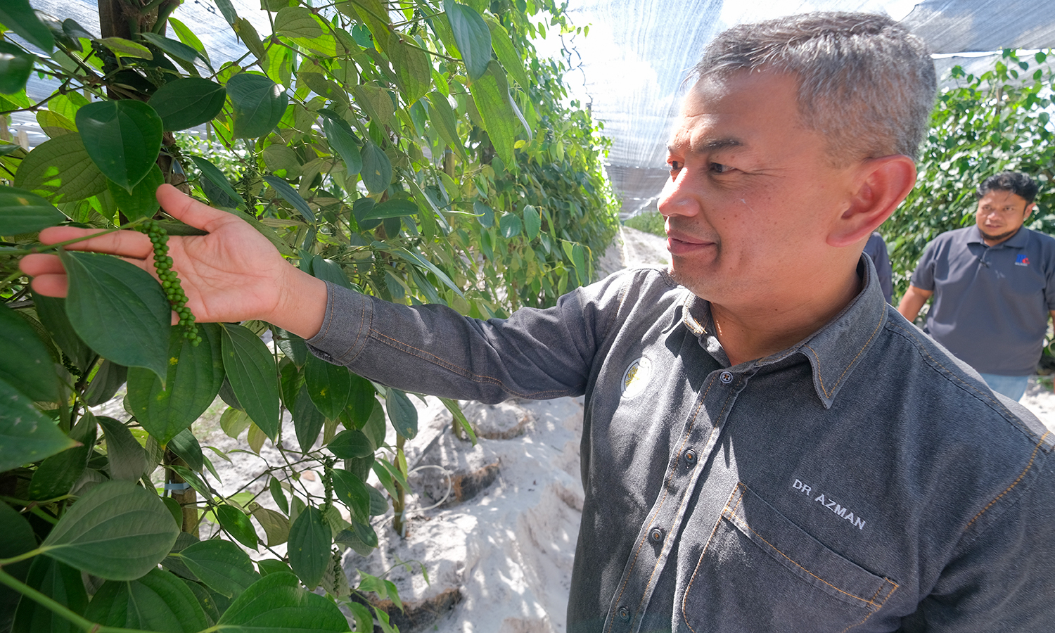 Ladang Lada Hitam Setiu Beroperasi, 83 Peratus Tenaga Kerja Anak Terengganu