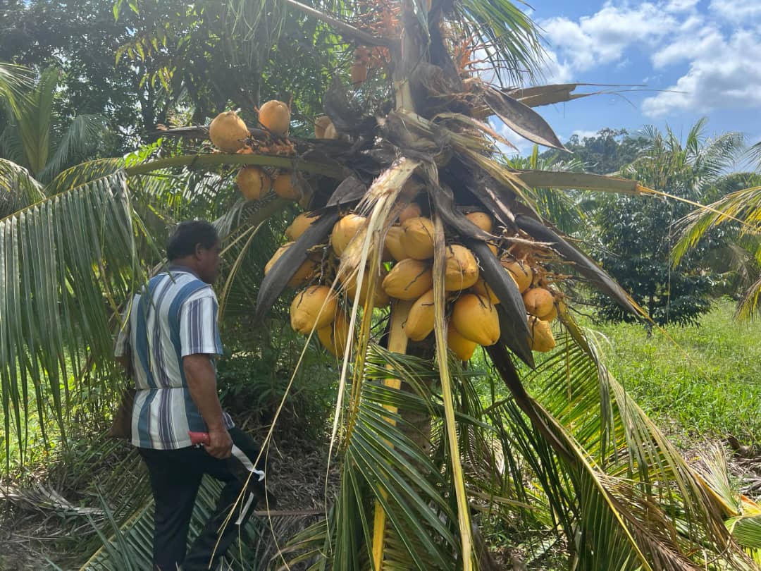 Pekebun Hulu Dungun Desak Tindakan Segera Tangani Gangguan Gajah Liar