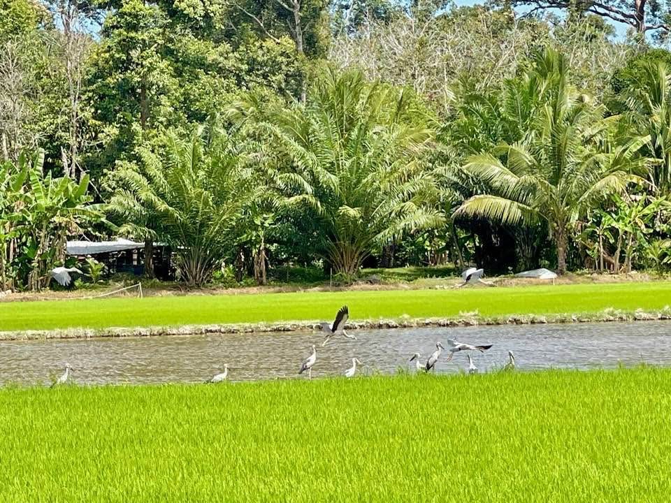 'Burung Hijrah'  Selesaikan Kemelut Siput Gondang Emas Di Terengganu