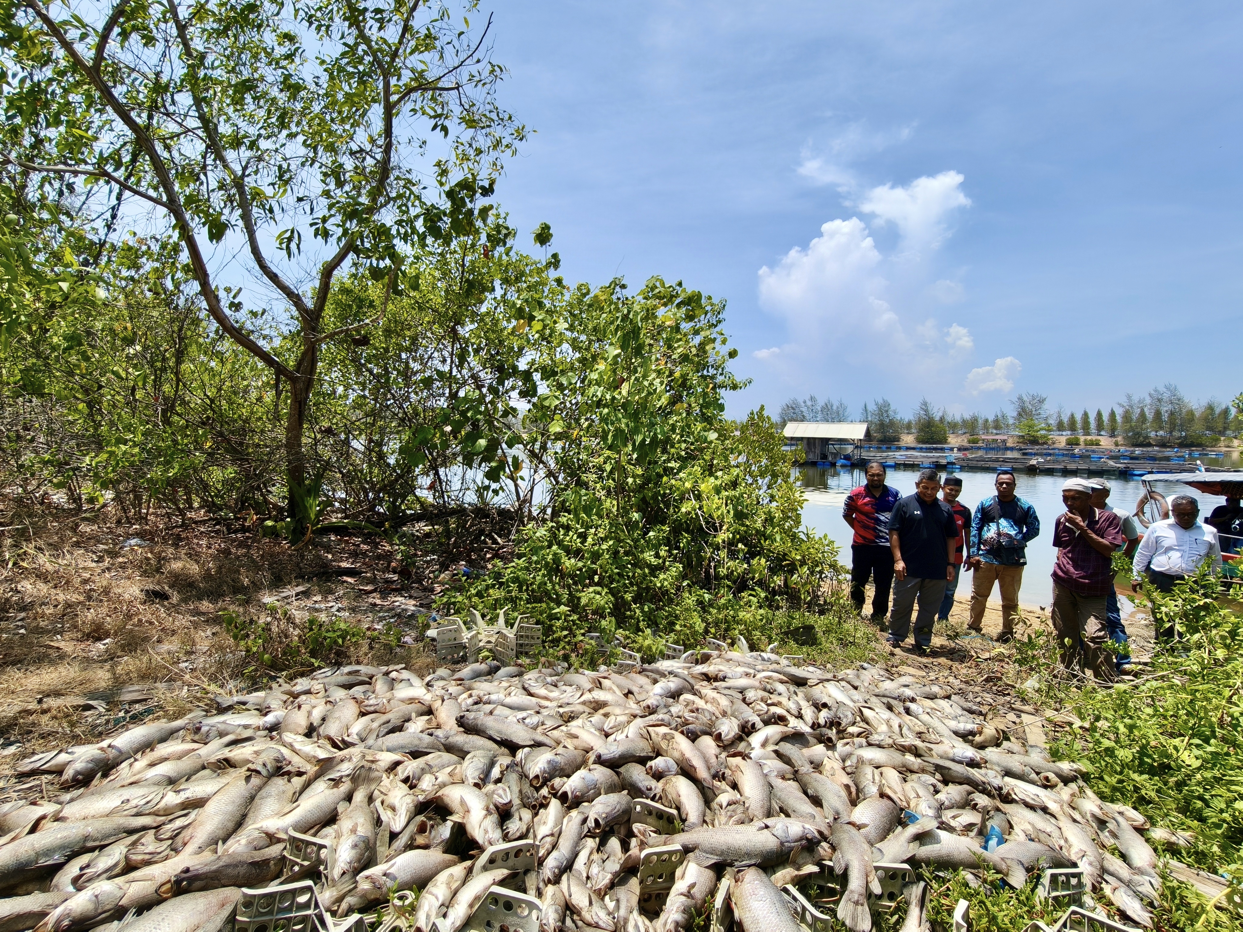 Tiga Metrik Tan Ikan Mati Akibat Fenomena Air Surut, Penternak Rugi RM60,000