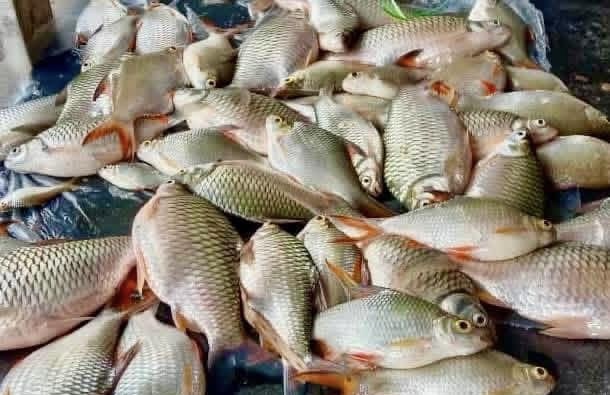 Usaha Perkasa Perikanan Darat: Ratusan Ribu Benih Lampam Sungai Dilepaskan Di Terengganu