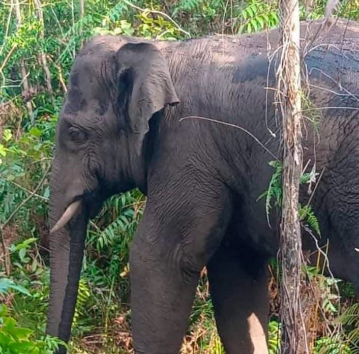 Terengganu Urus Konflik Gajah Ikut Kaedah Fiqh