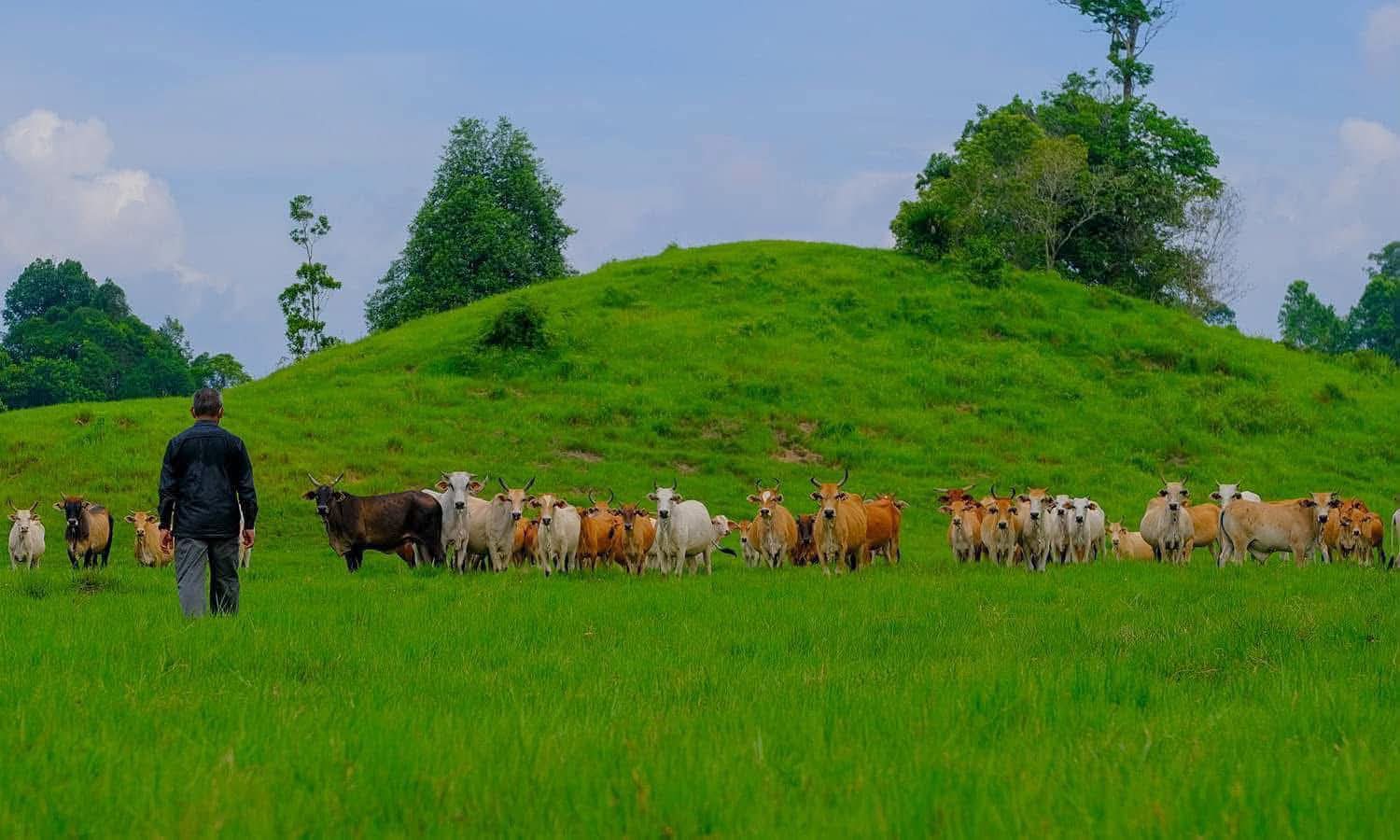 Populasi Lembu Terengganu Naik, Cecah 107,531 Ekor