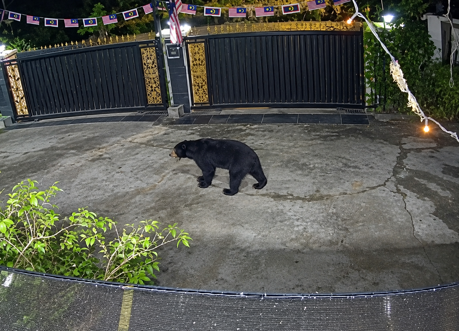 Beruang matahari berkeliaran, penduduk Taman Selesa Dungun cemas