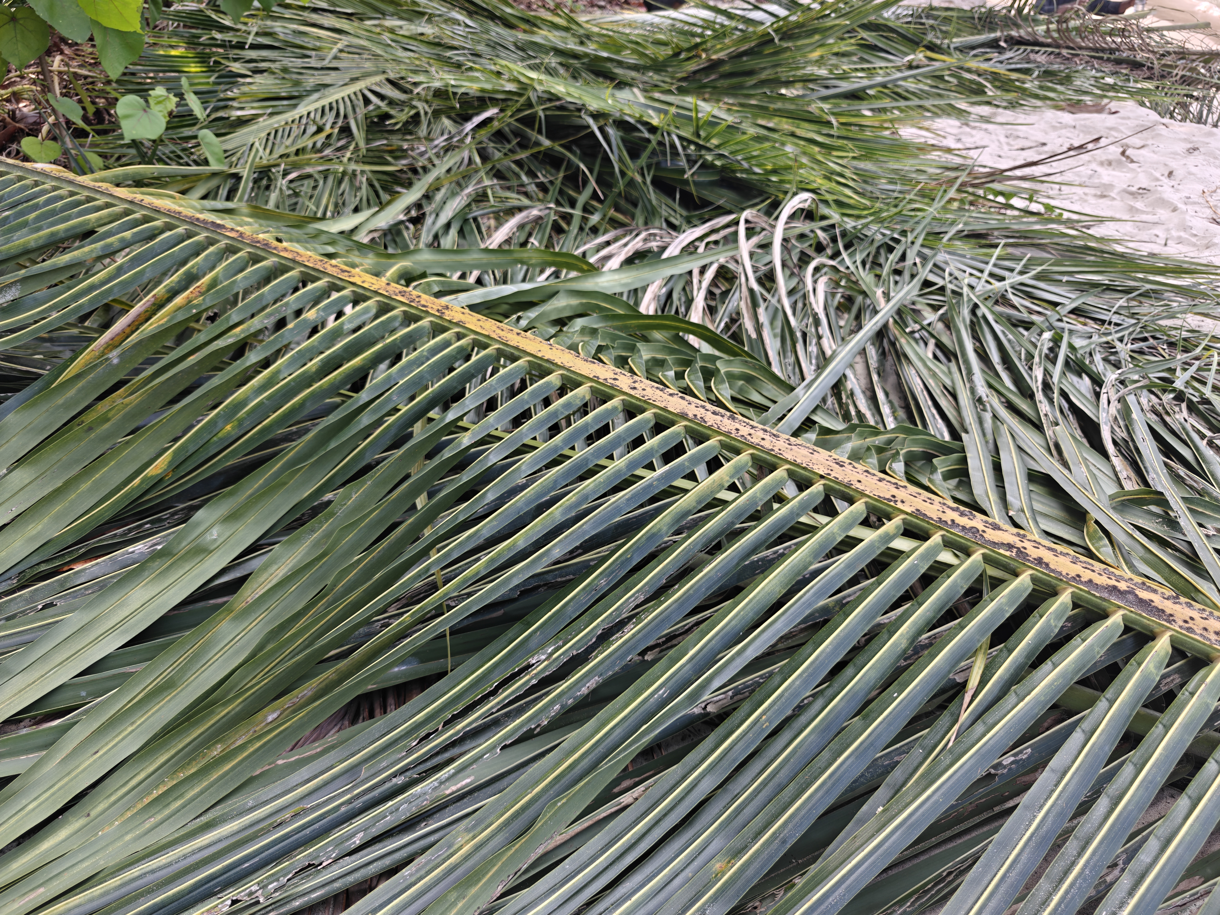 Daun Kelapa Pemanggil Rezeki di Lautan