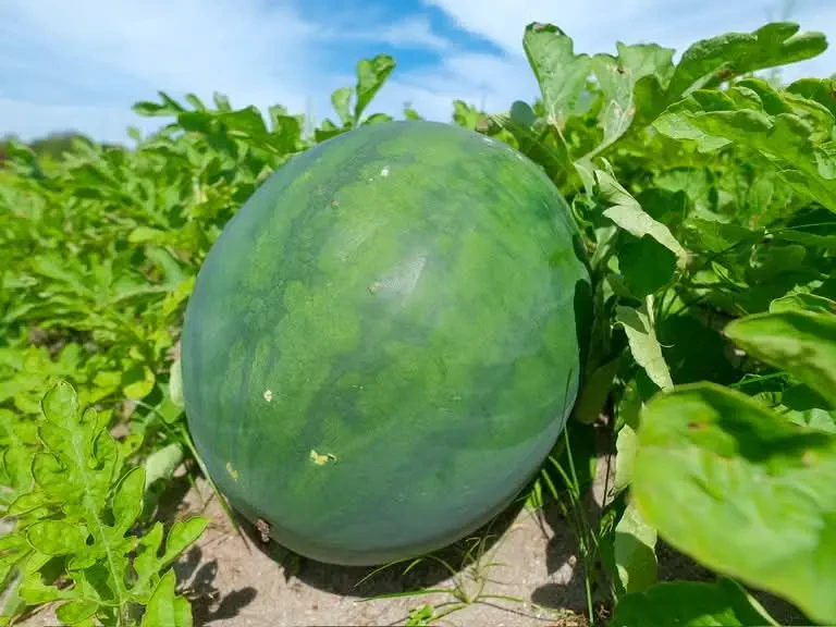 Kejayaan Projek Perintis Buka Jalan Perluas Tanaman Tembikai