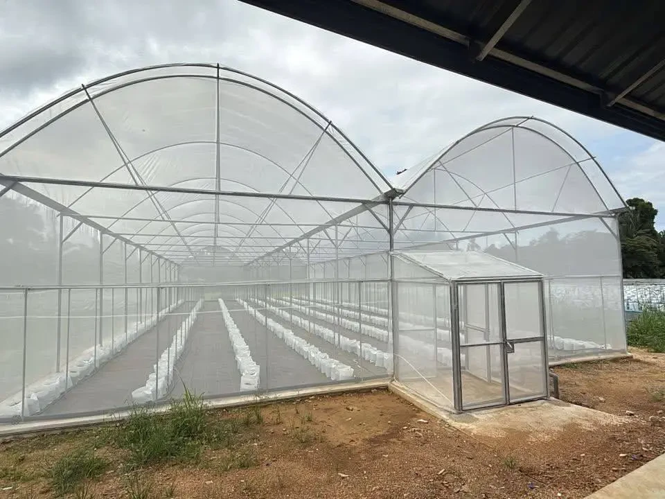 RM350,000 Jayakan Projek Fertigasi Cili PAIST 