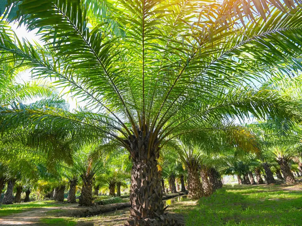 Isu Felda: Kutipan Premium 18,000 Hektar Bakal Jadi 'Rezeki Tambahan' Buat Terengganu