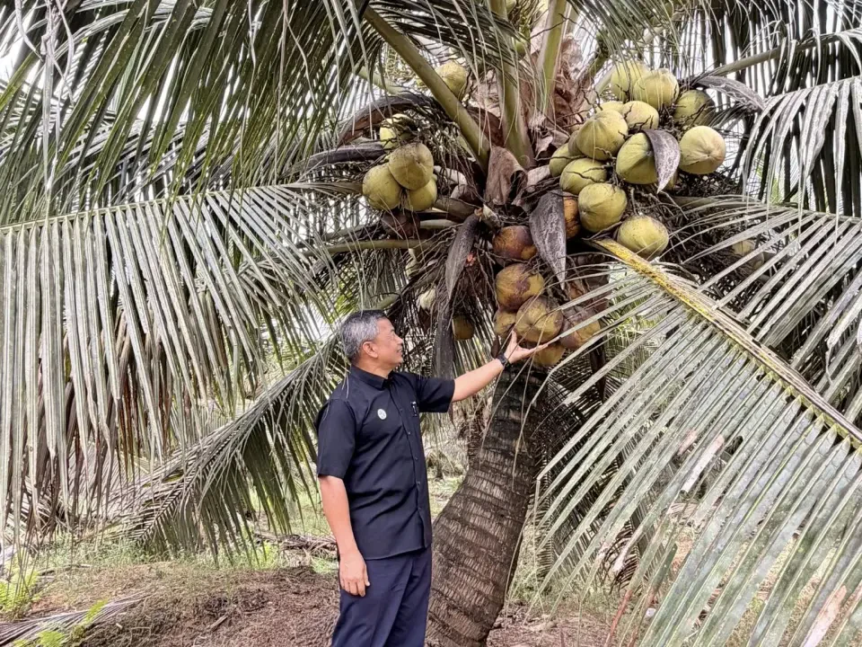 Terengganu Alukan Minat Syarikat Kuwaiti Bangunkan Ladang Kelapa Skala Besar
