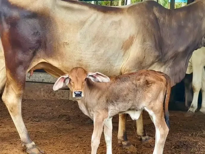 Induk Brahman Australia Selamat Lahirkan ‘Anak Terengganu’