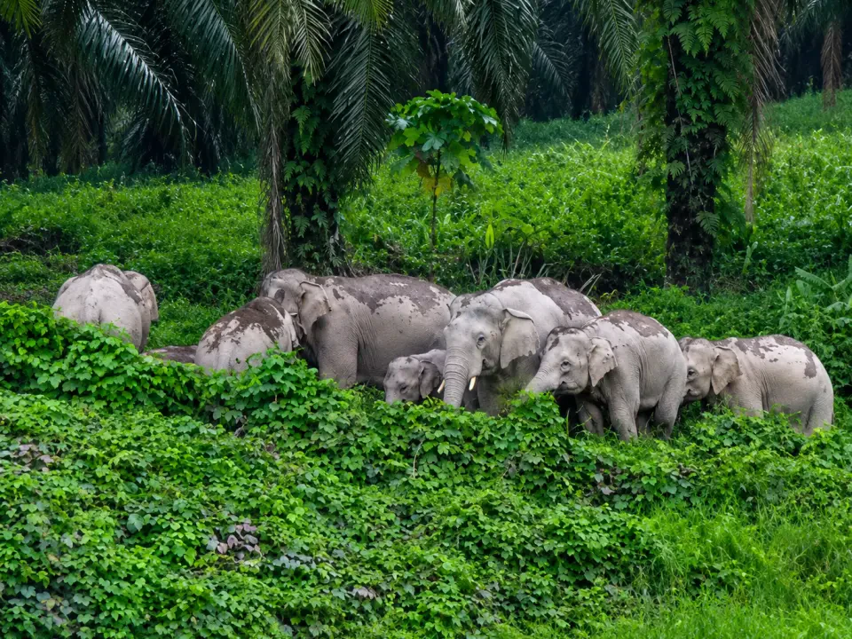 Kemunculan Gajah Liar Cetus Kebimbangan Pengguna Jerangau-Jabor