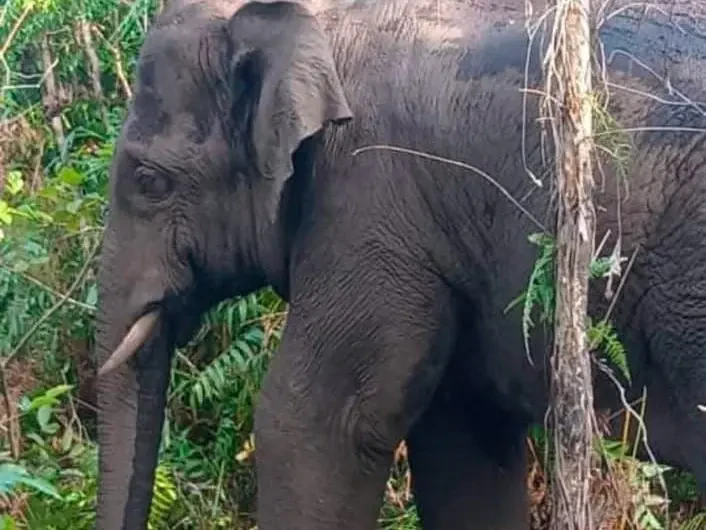 Terengganu Urus Konflik Gajah Ikut Kaedah Fiqh