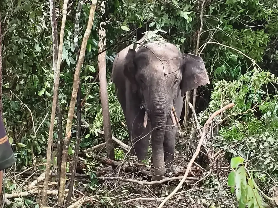 ‘Awang Kolam’ berjaya ditangkap PERHILITAN