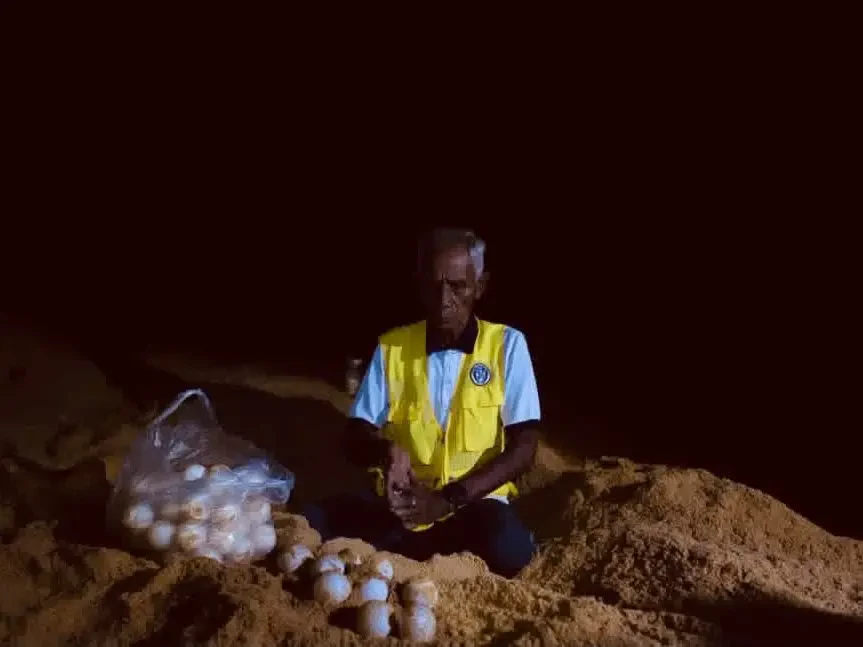 Penyu Belimbing Kembali Bertelur Dua Kali Dalam Semusim Di Rantau Abang