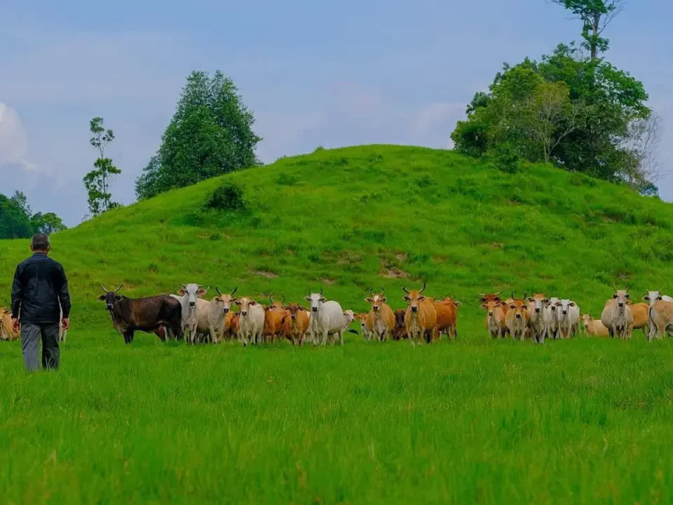 Populasi Lembu Terengganu Naik, Cecah 107,531 Ekor